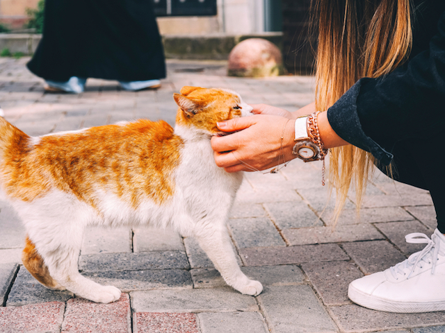 De ce ne place la nebunie o anumita melodie?