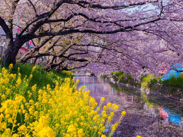 Raul Gojo, Aichi, Nagoya