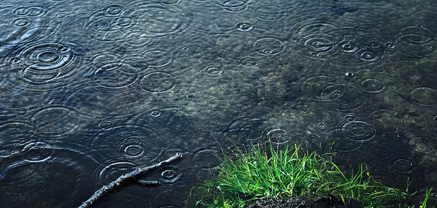 Mirosul pamantului dupa ploaie se numeste geosmin sau, in limba engleza, petrichor