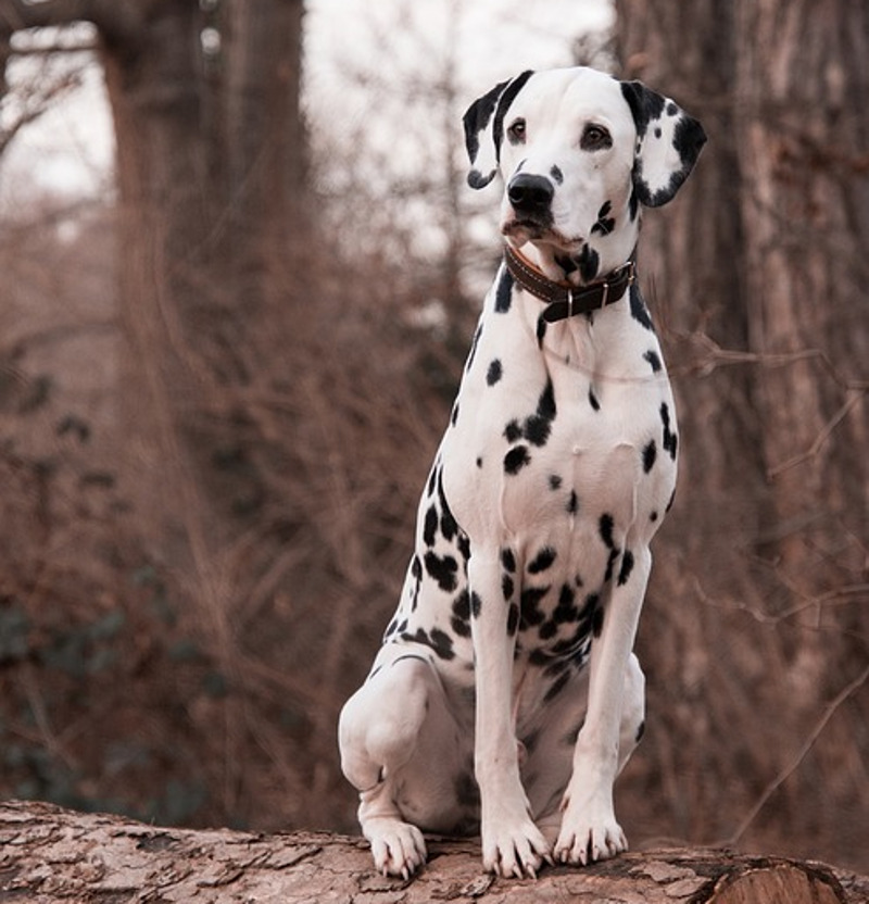 Dalmatienii, crescuti in vederea indeplinirii unor sarcini