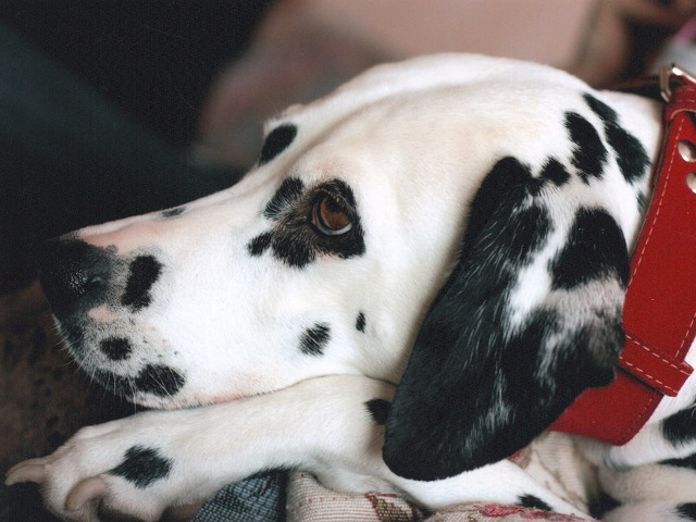 Nu pot fi dresati prin metode aspre