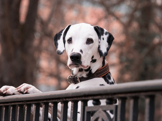 Alte lucruri interesante despre dalmatieni: