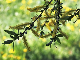 Ramurile de salcie sfintite se folosesc si in scopuri terapeutice