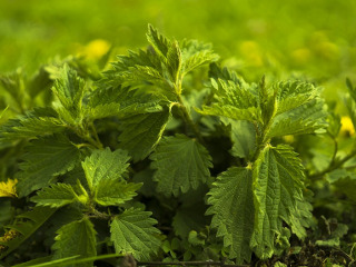 Ce sa faci pentru a fi harnic