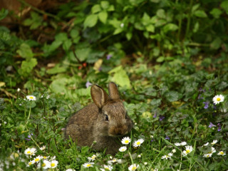 Un iepure are un punct comun cu un hamster