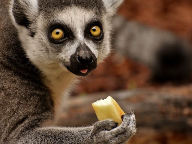 Luat prin surprindere