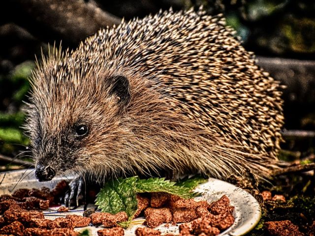 Seriozitate: la masa nu se sta la discutii