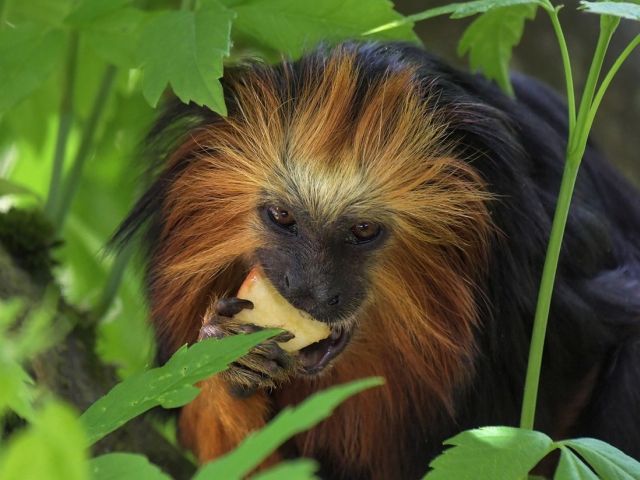 Masa luata pe ascuns