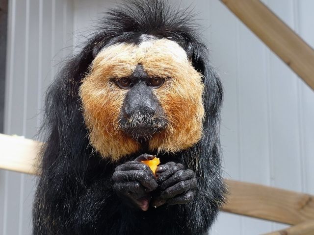 Cum sa nu starneasca rasul?