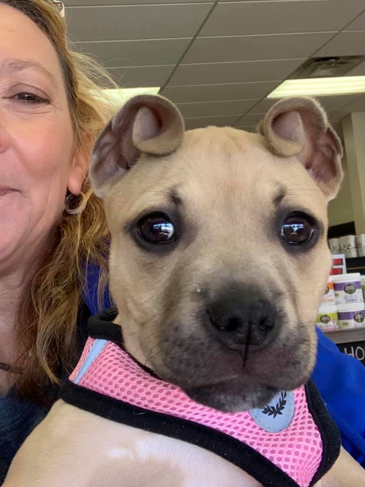 Un caine cu urechi mai... altfel