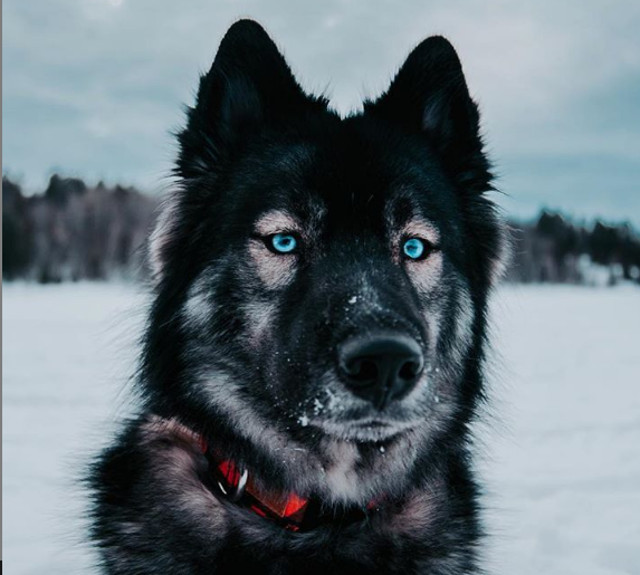Un caine de o frumusete greu de trecut cu vederea
