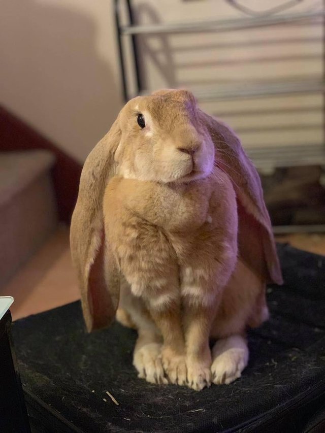 Iepurele din rasa English Lop are urechi uriase, in comparatie cu marimea corpului sau