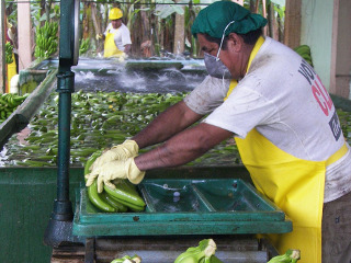 Coacerea artificiala a bananelor