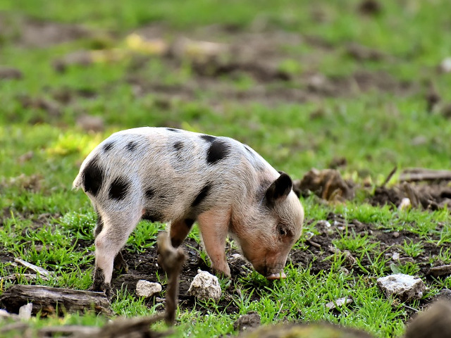 Dornici sa descopere lumea
