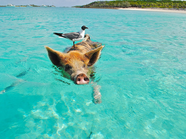 Prietenosi si buni inotatori