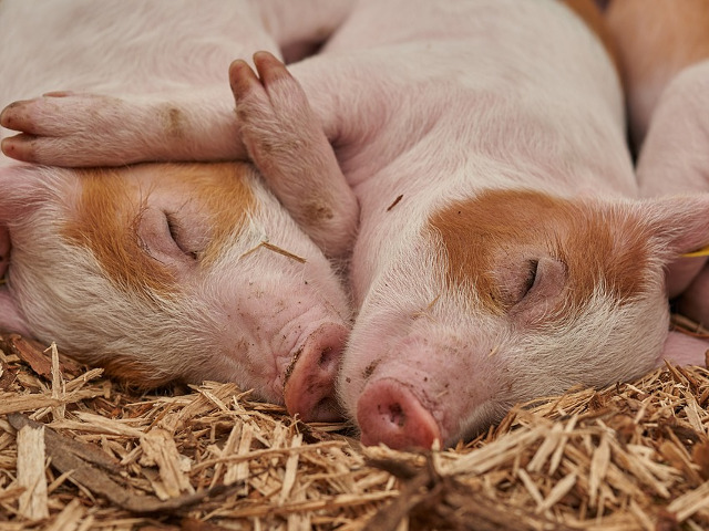 O imbratisare pretioasa