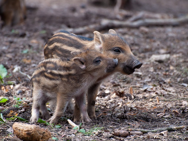 Dragastosi cu mic...