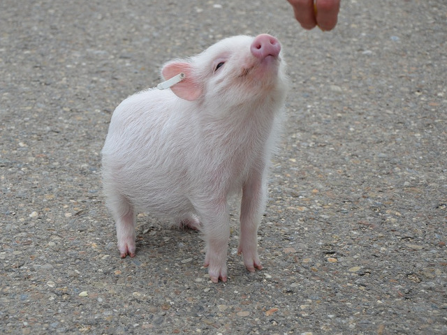 Imposibil sa nu iti smulga un zambet