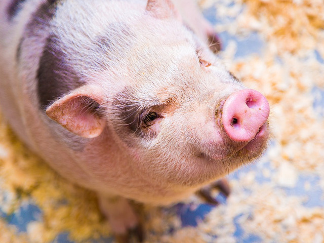 Alte imagini haioase cu porci