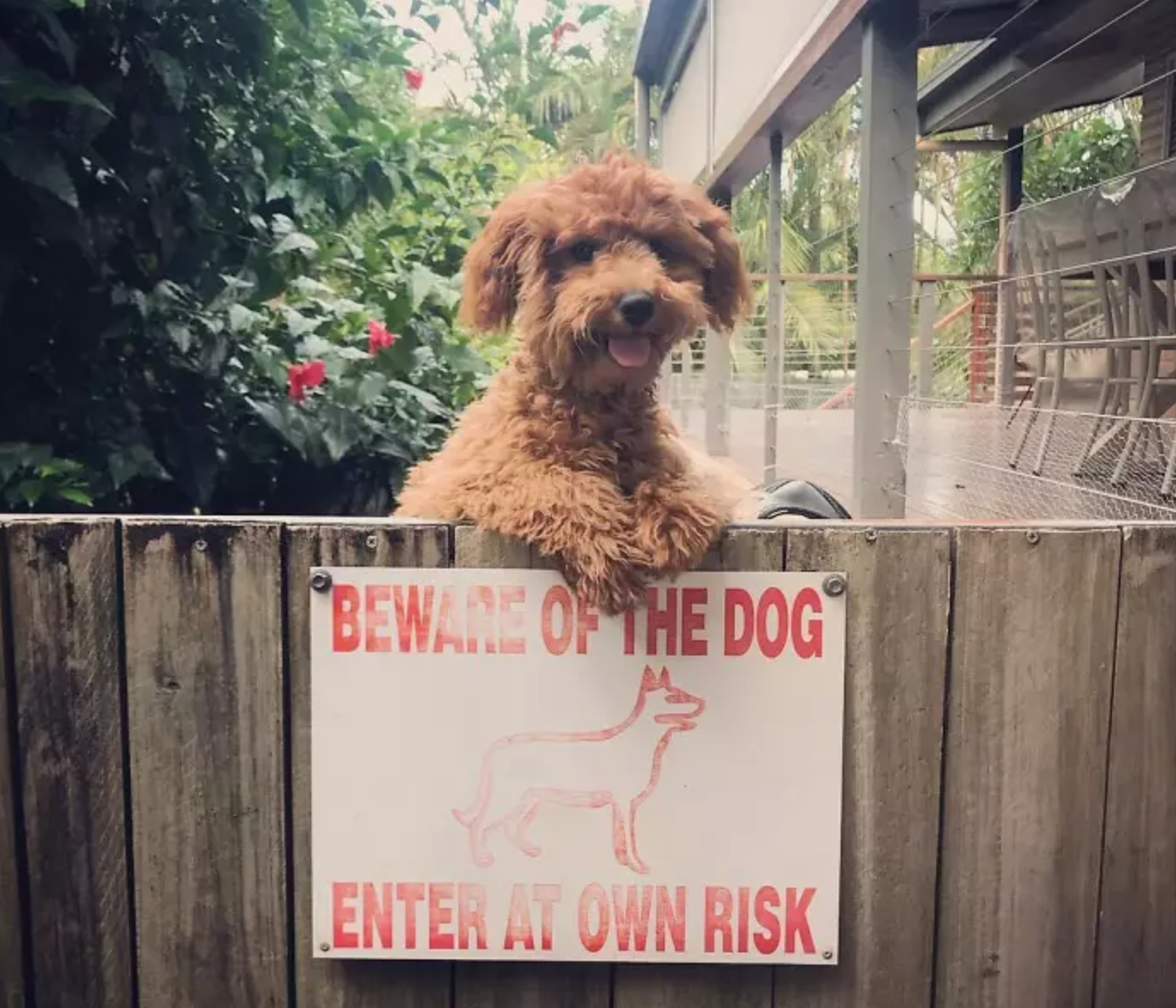 "Stai departe de caine. Intri pe riscul tau". Risc de a dori sa il iei acasa, cel mai probabil.