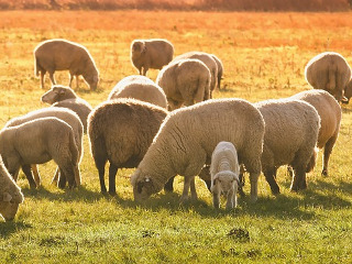 Zi decisiva pentru pastori