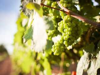 Fara munca si pentru cei cu podgorii