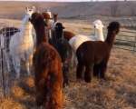 Doua rase de alpaca