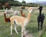 Culorile alpaca