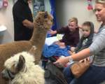 Alpaca are efect terapeutic
