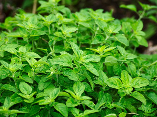 Oregano