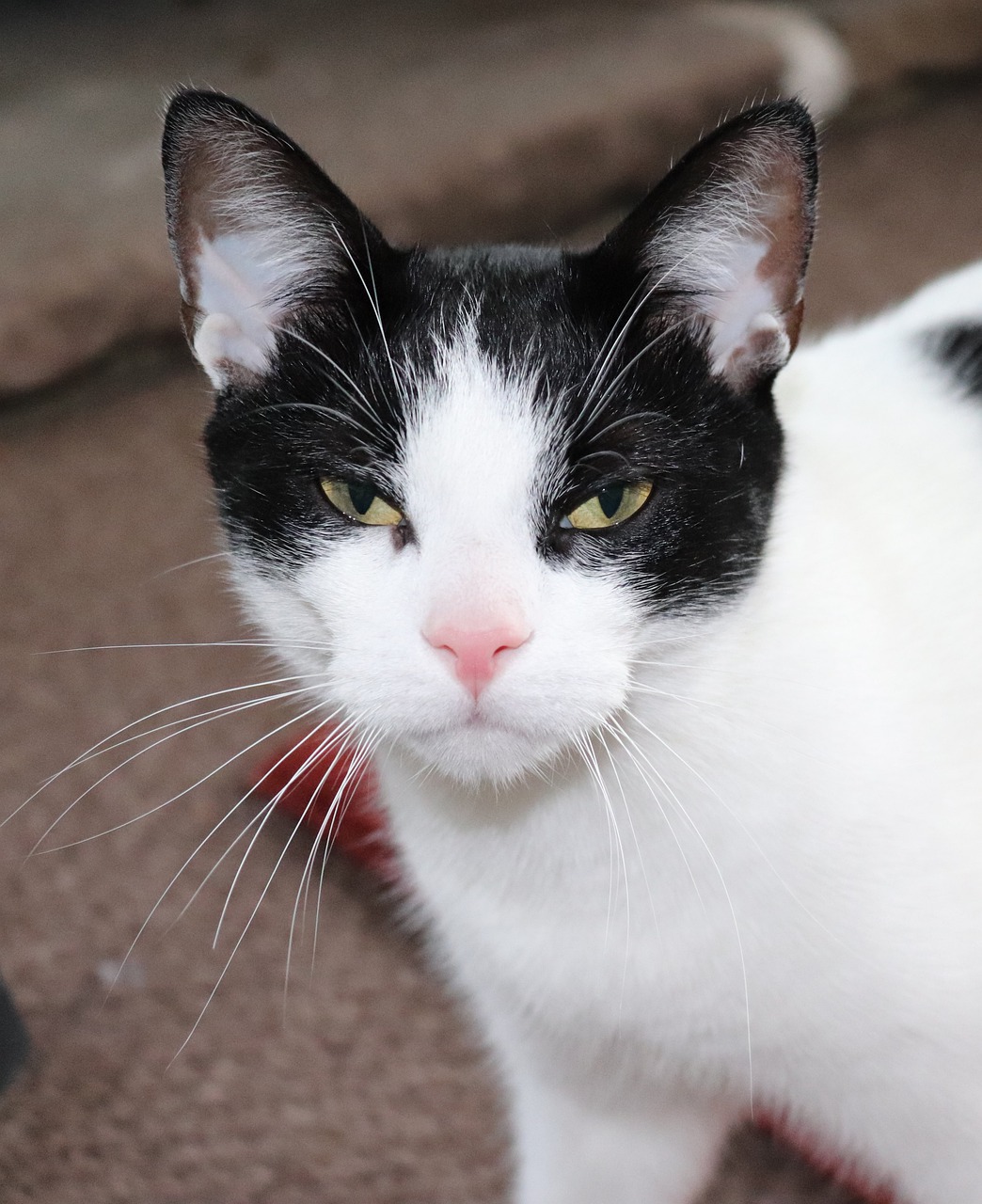 Privirea spune totul