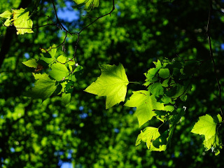 Se organizeaza Mosii de Ispas