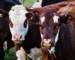 Pentru sanatatea vitelor
