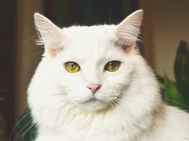 Ochi ireal de frumosi