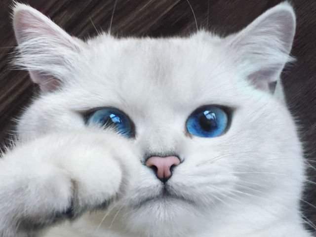 Faceti cunostinta cu motanul Coby, cu cei mai frumosi ochi din lume