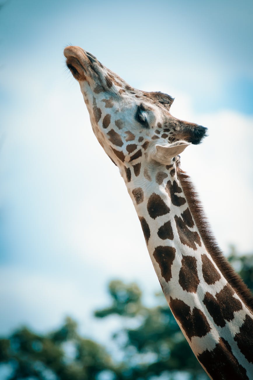 Girafele petrec cea mai mare parte din viata in picioare: dorm si nasc tot din picioare