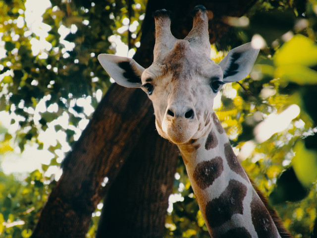 Pur si simplu: adorabila