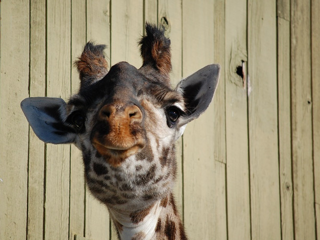 Priveste cu atentie!