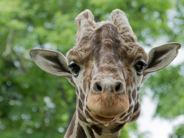 Schiteaza un zambet timid