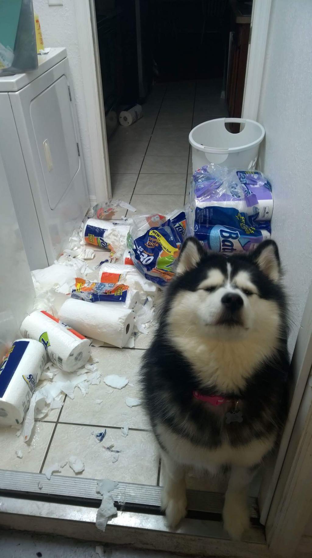 "Este prea multa mizerie aici"