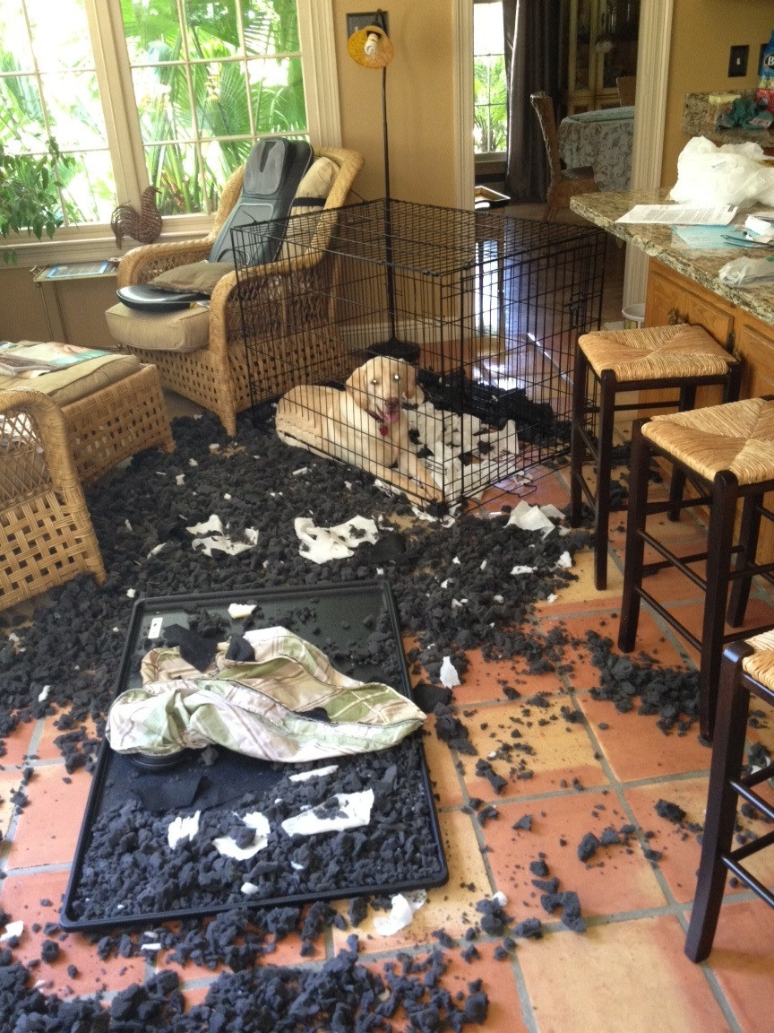 "Nu stiu cine a facut dezastrul asta, eu am fost in cusca mea tot timpul"