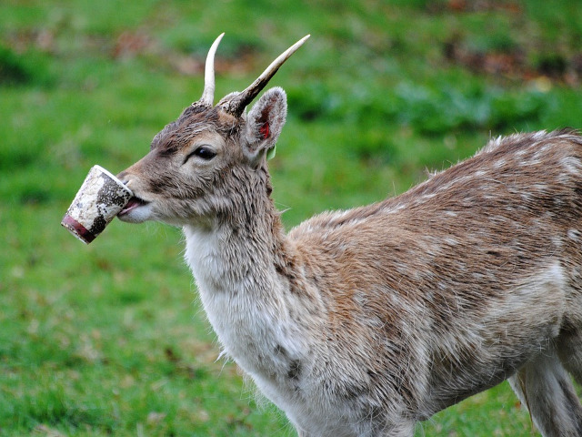 Animale care gasesc gunoaie peste tot