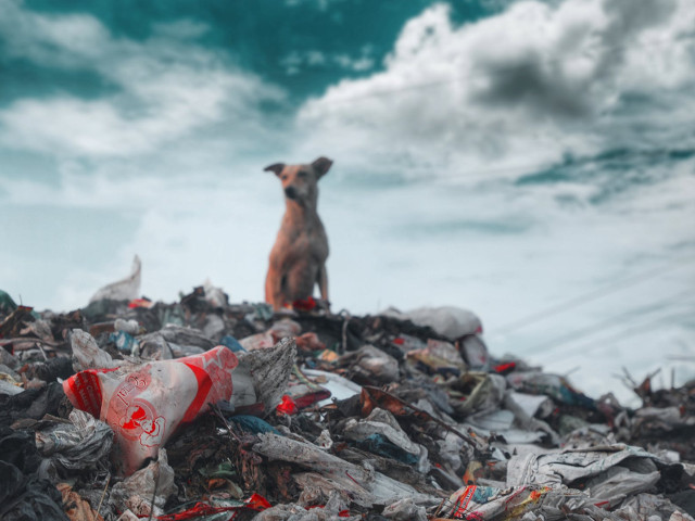 Alte imagini triste ale poluarii