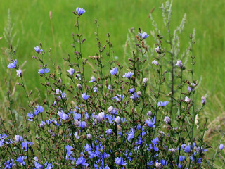 Obiceiul respectat pentru sanatate