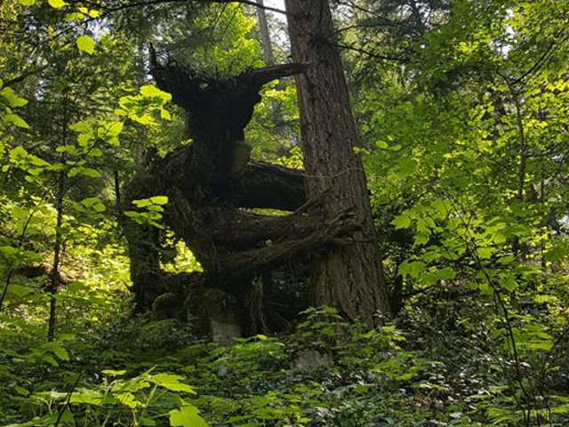 Un copac care poate intimida pe oricine