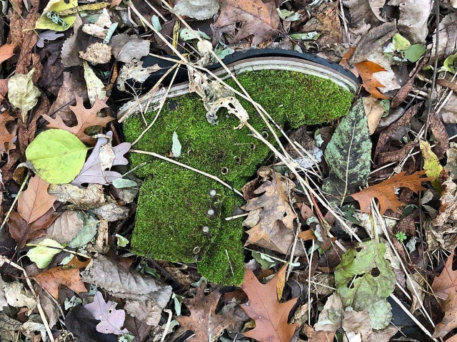 Un pantof abandonat, acoperit de muschi
