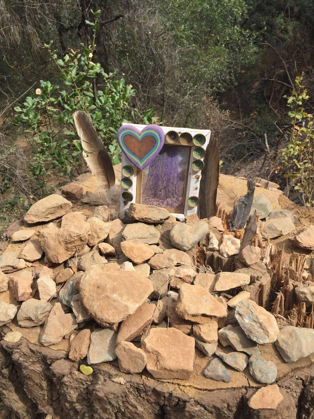 In memoria unui copac cazut