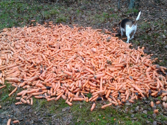 Multi morcovi in mijlocul padurii