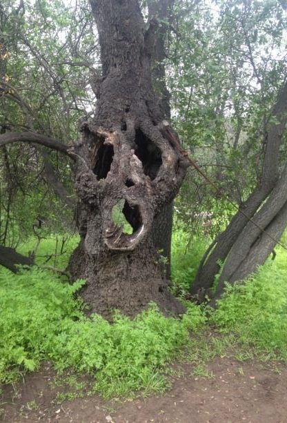 Un alt copac inspaimantator