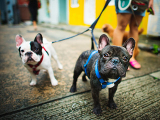 Asigura-te ca lesa si botnita i se potrivesc perfect